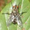 Sarcophaga sp.